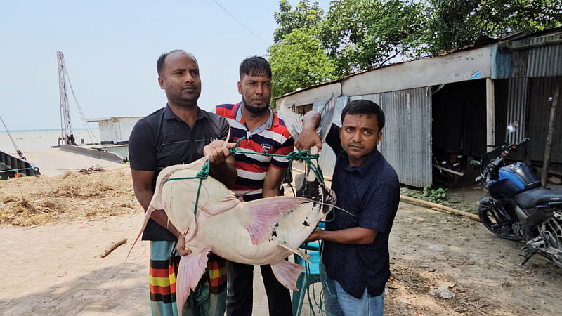 রাজবাড়ীর পদ্মা নদীতে ধরা পড়েছে প্রায় ২৫ কেজি ওজনের বাগাড় মাছ।  পরে গোয়ালন্দের দৌলতদিয়া ঘাটে মাছটি নিলামে বিক্রি হয়